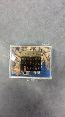 Shark Tooth Fossils, Harvard Museum Natural History