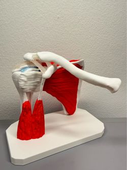 STRATA 3D Prints - Shoulder Anatomy Model