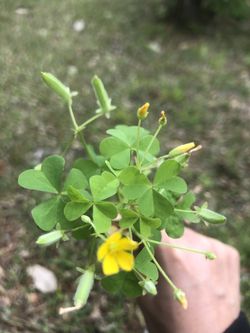 Common yellow wood sorrel plant