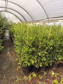 Indian Laurel ficus 5 gal 4 feet