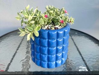 Baby Sun Rose Plant For Sale🪴 Please Read Description
