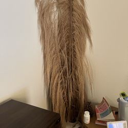 Tall pampas grass from pier 1