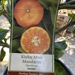 Kishu Mimi Mandarin Tree 25g 