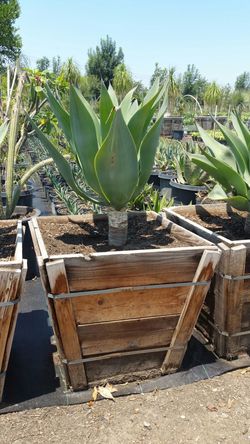 24g agave atenuata
