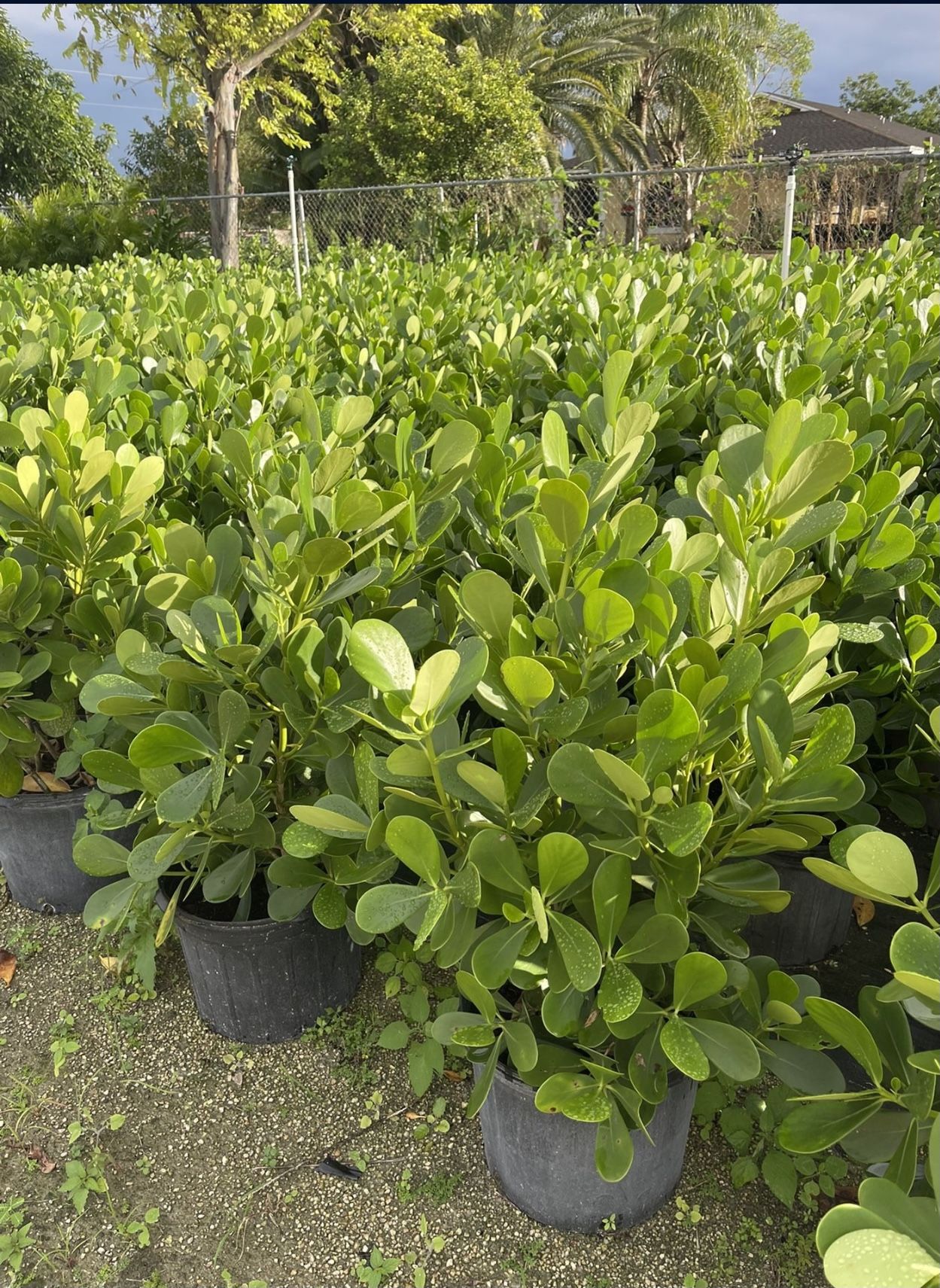 Clusia 7g Plant for Sale in Homestead, FL OfferUp
