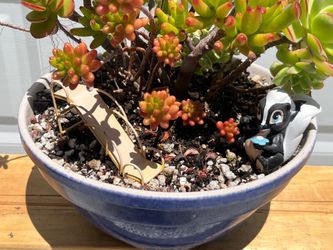 Succulent Mix Display