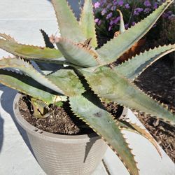 Aloe 'Arborescens' Succulent Plant w/Pot  (19" x 11")