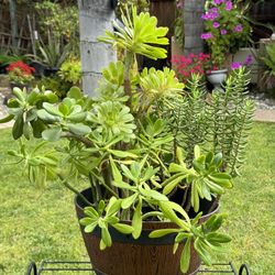 Beautiful Various Succulents/Cactus In Decorated Pot