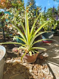 Pineapple Plant