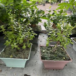 Bonsái In 6”pot. SPECIAL PRICE 🤩