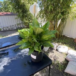 Spathiphyllum, Peace Lily.