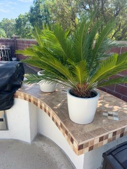 🌴 Beautiful Sago Palms – $35 Each 🌴