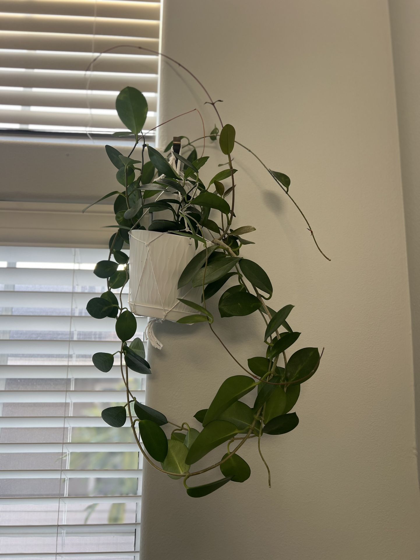 hoya australis Hanging Plant