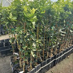 Citrus - 3-4 Feet Tall