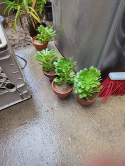 Succulents in Clay Pots