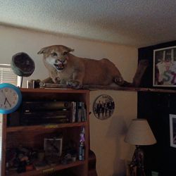 Cougar Taxadermied