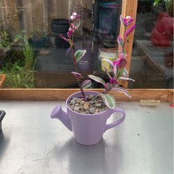 Inch Plant In Purple Ceramic Watering Planter Pot