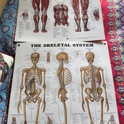 Laminated Anatomy Posters