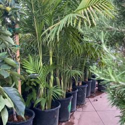 King Palm. 