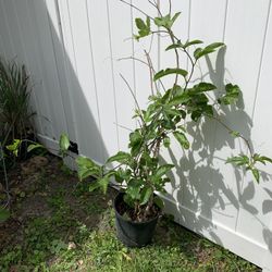 Purple Passion Fruit Plant (4-5 Ft Tall) Ready To Bear Fruit