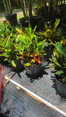 Crotons Codiaeum variegatum