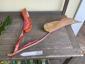 Philodendron Orange Marmalade cuttings