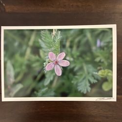 Purple Flower Photography