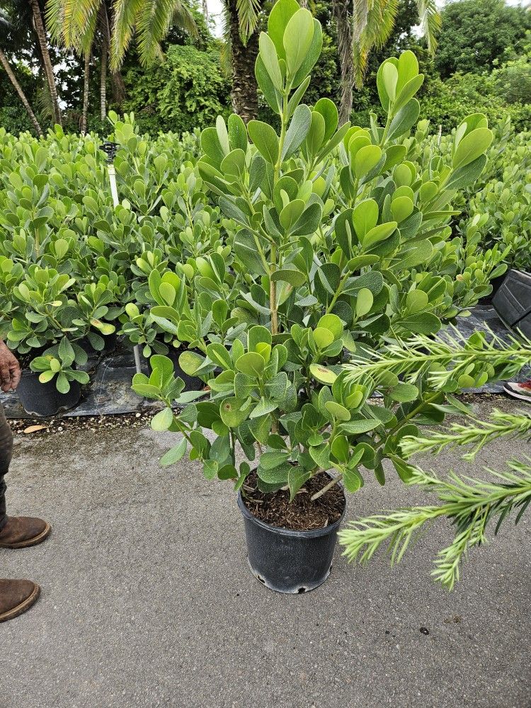 clusias Staring$25 About 5 feet, $60 6 feet tall hudge and wide Instant Privacy Hedge