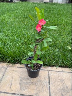 Corona de Cristo planta grande con flor grande en New Caney 77357 $20