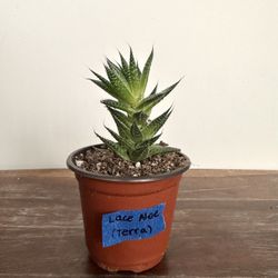 Lace aloe plant🎀🌿