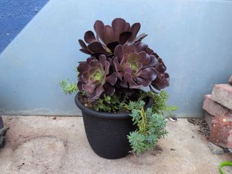 Plants & Succulents