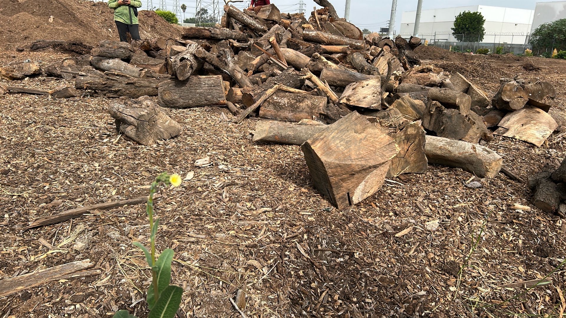 Firewood