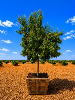 Beautiful Mature Peach Tree For Sale