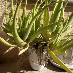 Aloe Vera Plant