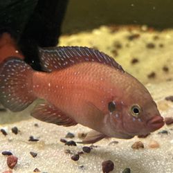 Fish tank / Fish