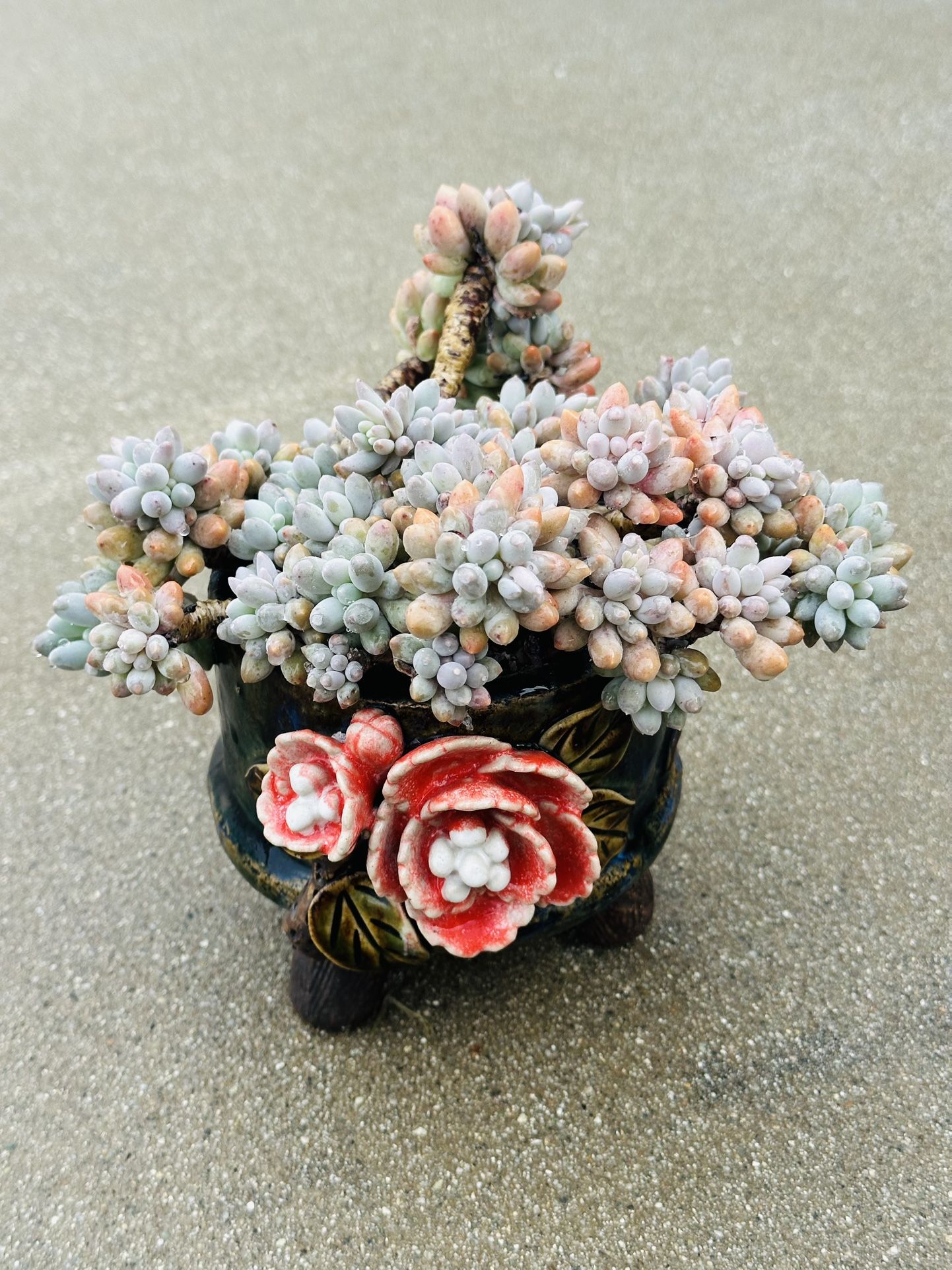 Succulents plants (Pachyphytum rzedowskii García, Pérez-Calix & Meyran)