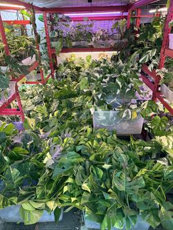 Monstera Albo & Monstera Aurea