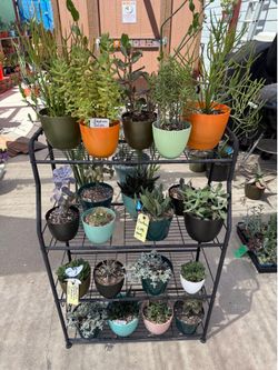 A Variety of Succulent Plants