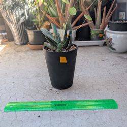Green Dragon Gasteria 3