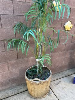 Artificial Palm Tree