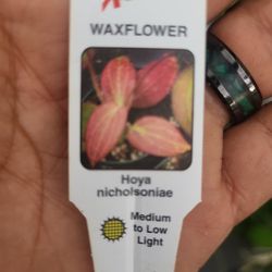 Hoya Nicholsoniae In a 4"pot 