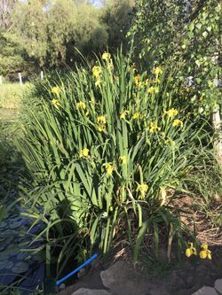 Yellow Iris Plants