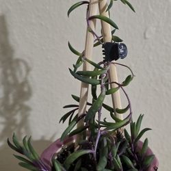 Ruby Necklace Plant In Ceramic Planter With Base & Drainage $7. Pick-up In Aurora.