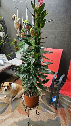 3 foot TowerAmplissimum albo Varigata.  (STANDLEYANA)