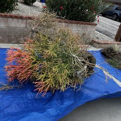 Fire Stuck Plant Cuttings 