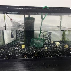 10 Fish Tank 