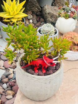 Jade plant as tree