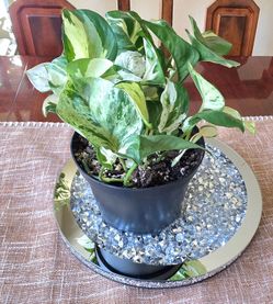 π’π₯ SALE π₯ Manjula Pothos πΏπ’