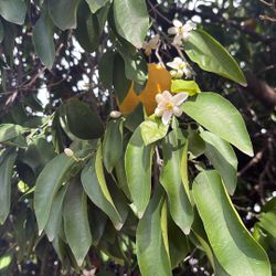Oranges And Grapefruit 