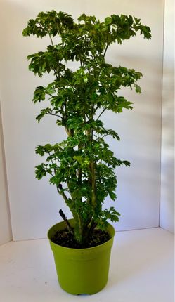 Parsley aralia in 7” pot